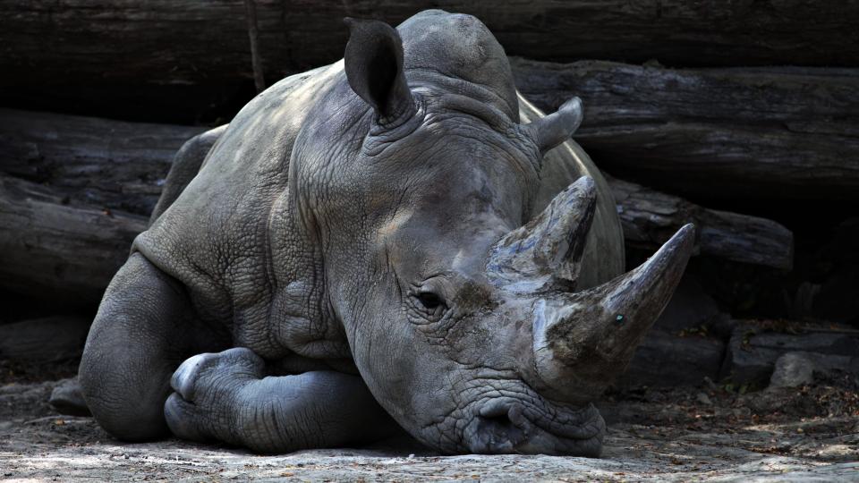 「ワケあって僕たち間もなく絶滅します」ライオン・トラ・象・キリン・ゴリラはいま地球に何頭いますか？