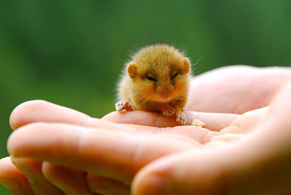 思わず触ってみたくなるヤバ可愛い生き物14選！