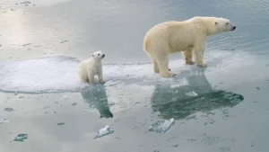 北極の海氷は厚さと範囲の両方で減少　 引用：BBC NEWS