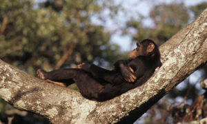 昼間はほとんど樹上で寝ているチンパンジー　引用：WWF